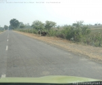 India Road Trip - Khajuraho to Panna National Park to Jabalpur - Route By Road - http://routebyroad.com