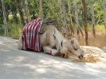India Road Trip - Stay at Agra - Agra Fort - Taj Mahal - Route By Road - http://routebyroad.com