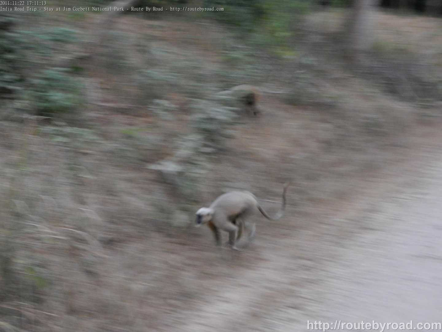 India Road Trip - Stay at Jim Corbett National Park - Route By Road - http://routebyroad.com
