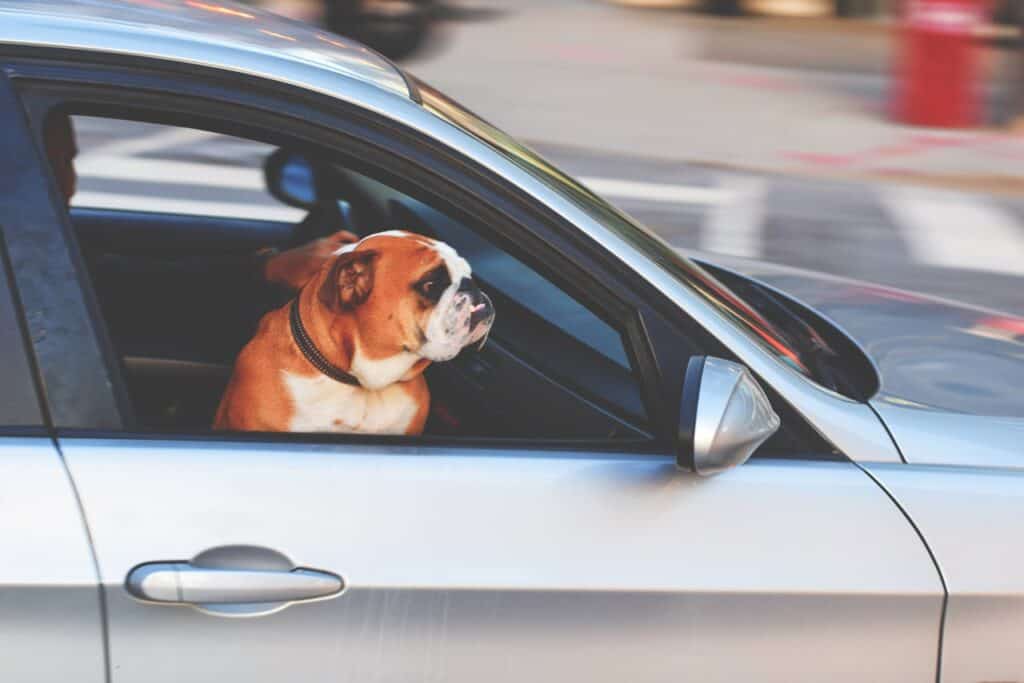 The Pawsome Road Trip: Navigating Bangalore with Your Furry Co-Pilot 1